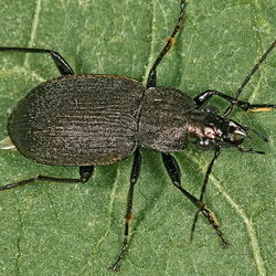 Chlaenius tristis